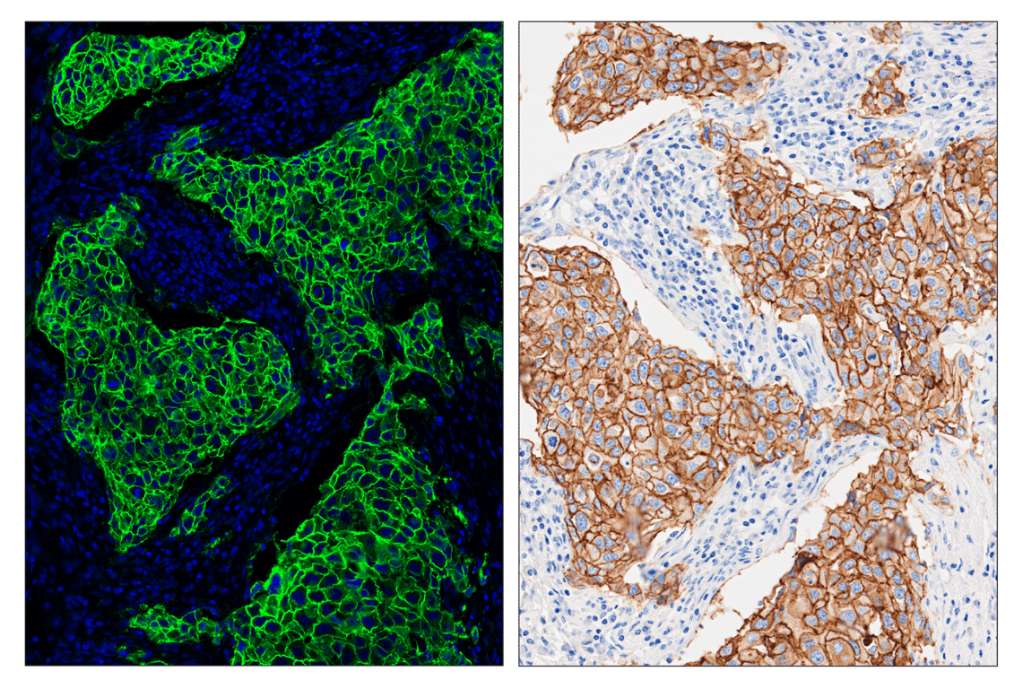 Immunohistochemistry Image 2: SignalStar<sup>™</sup> Miniplex IHC Buffer Kit