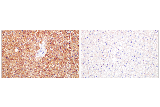 Immunohistochemistry Image 2: UCP1 (E9Z2V) Rabbit Monoclonal Antibody