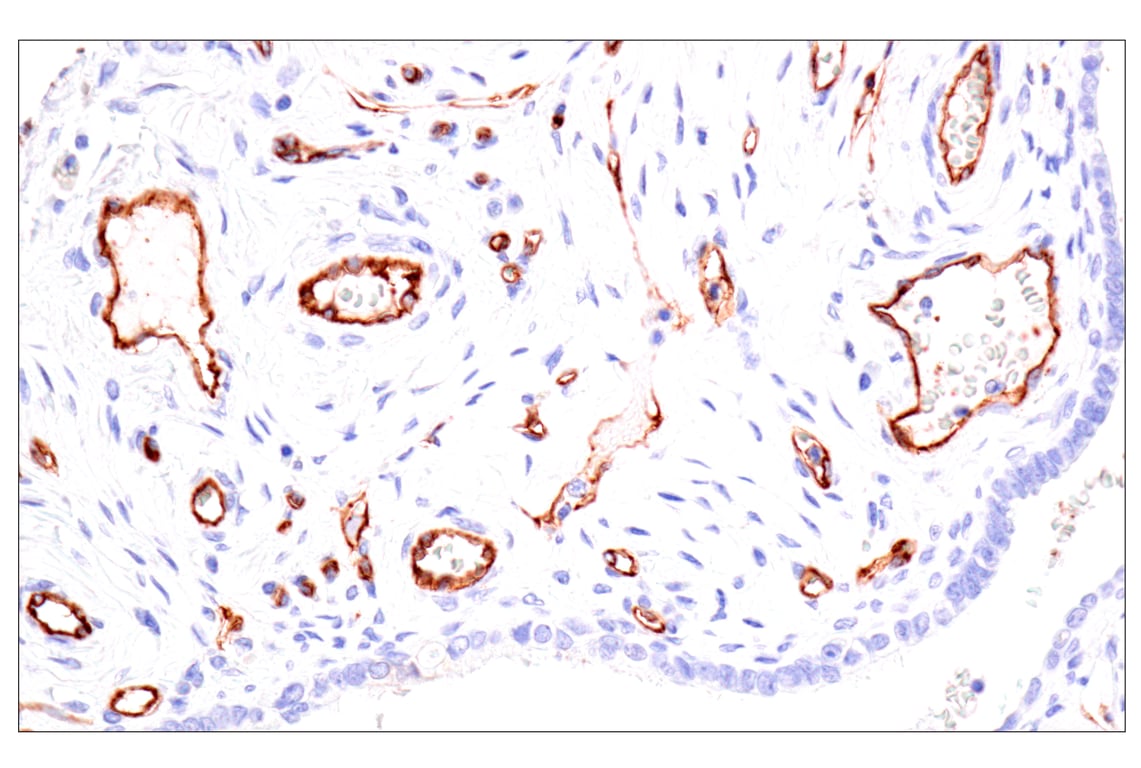 Immunohistochemistry Image 2: Claudin-5 (E5D9Y) Rabbit Monoclonal Antibody