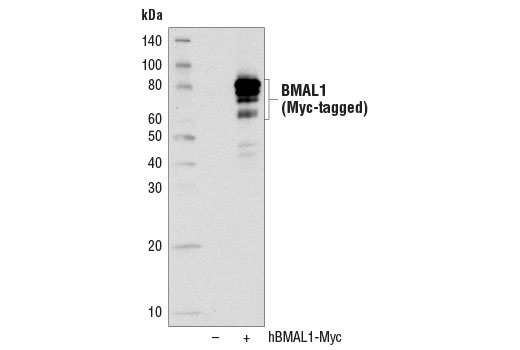 Western Blotting Image 2: BMAL1 (D2L7G) Rabbit Monoclonal Antibody