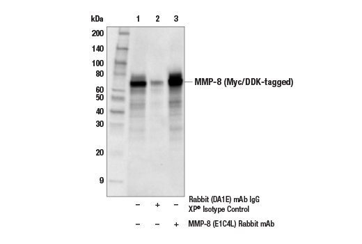 Immunoprecipitation Image 1: MMP-8 (E1C4L) Rabbit Monoclonal Antibody