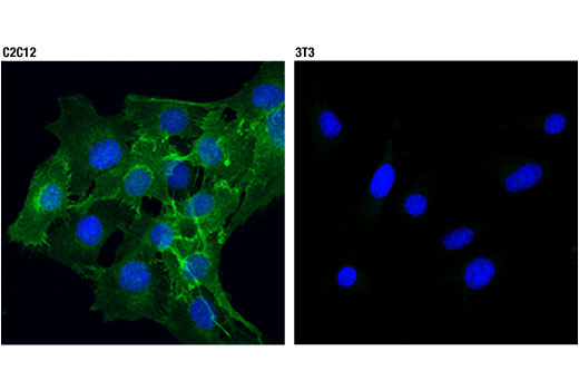 Immunofluorescence Image 1: M-Cadherin (D4B9L) Rabbit Monoclonal Antibody