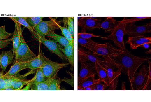 Immunofluorescence Image 1: DJ-1 (D29E5) Rabbit Monoclonal Antibody