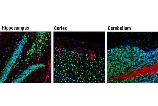 Immunofluorescence Image 1: NeuN (D3S3I) Rabbit Monoclonal Antibody