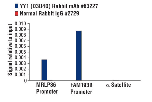 Chromatin Immunoprecipitation Image 3: YY1 (D3D4Q) Rabbit Monoclonal Antibody