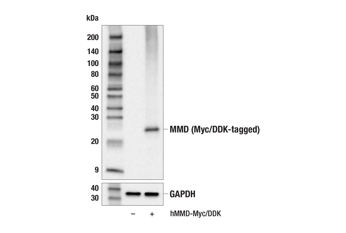 Western Blotting Image 2: MMD (E4U4G) Rabbit Monoclonal Antibody