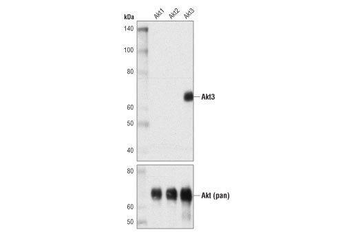 Western Blotting Image 2: Akt3 (E1Z3T) Rabbit Monoclonal Antibody