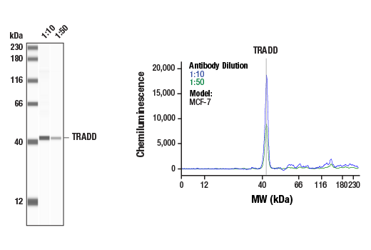 Western Blotting Image 1: TRADD Antibody