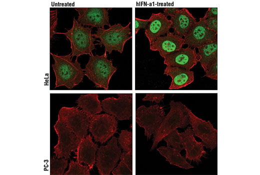 Immunofluorescence Image 1: Stat3 (D3Z2G) Rabbit mAb