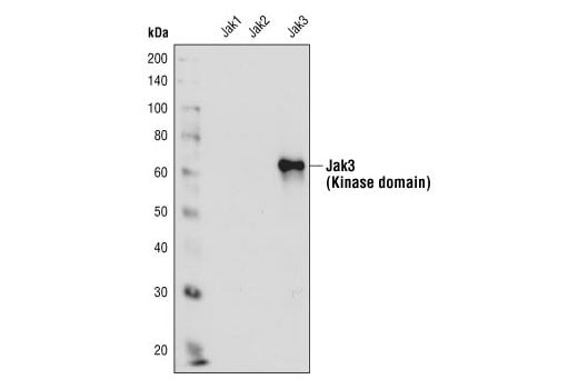 Western Blotting Image 2: Jak3 Antibody