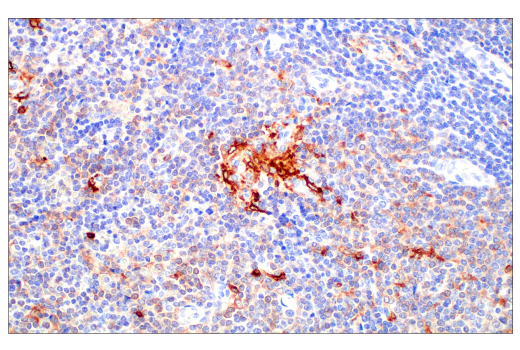 Immunohistochemistry Image 9: Siglec-10 (E1D7S) Rabbit Monoclonal Antibody