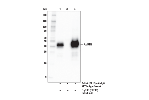 Immunoprecipitation Image 1: Fc-gamma RIIB (D8T4C) Rabbit Monoclonal Antibody