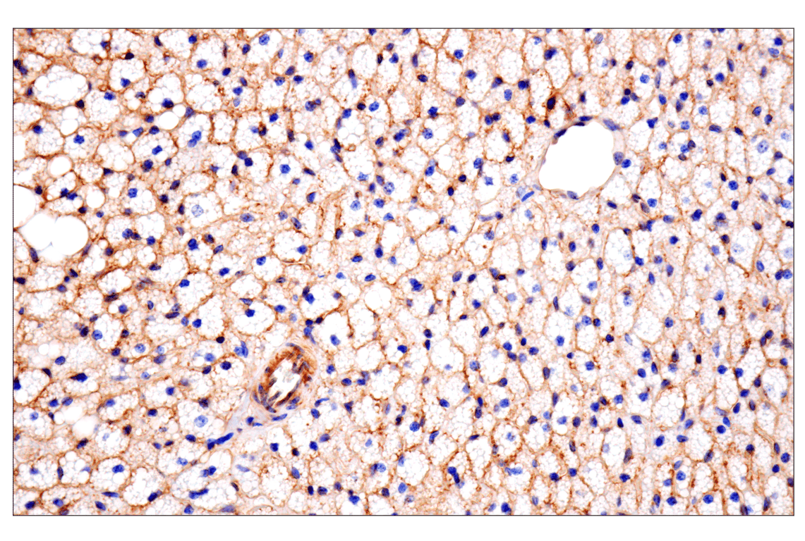 undefined Image 31: Mouse Reactive Exosome Marker Antibody Sampler Kit