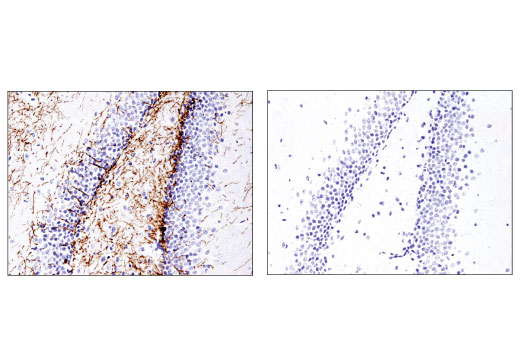 Immunohistochemistry Image 2: Myelin Basic Protein (D8X4Q) Rabbit Monoclonal Antibody