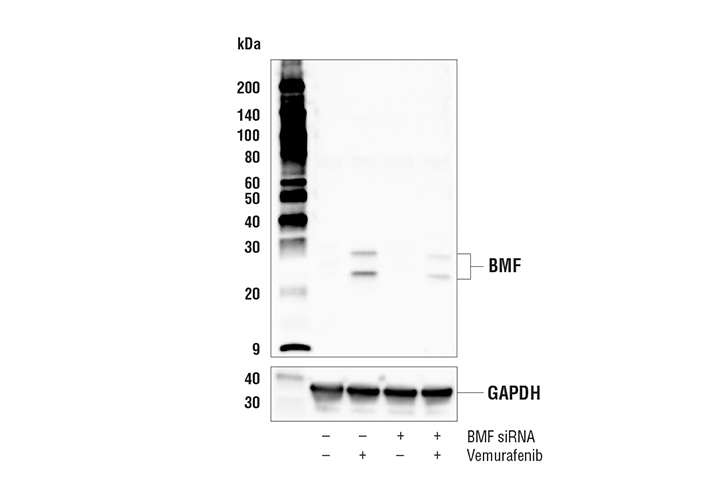 Western Blotting Image 2: BMF (E5U2J) Rabbit Monoclonal Antibody