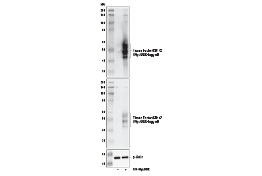 Western Blotting Image 2: Tissue Factor/CD142 (E2Y6L) Rabbit Monoclonal Antibody
