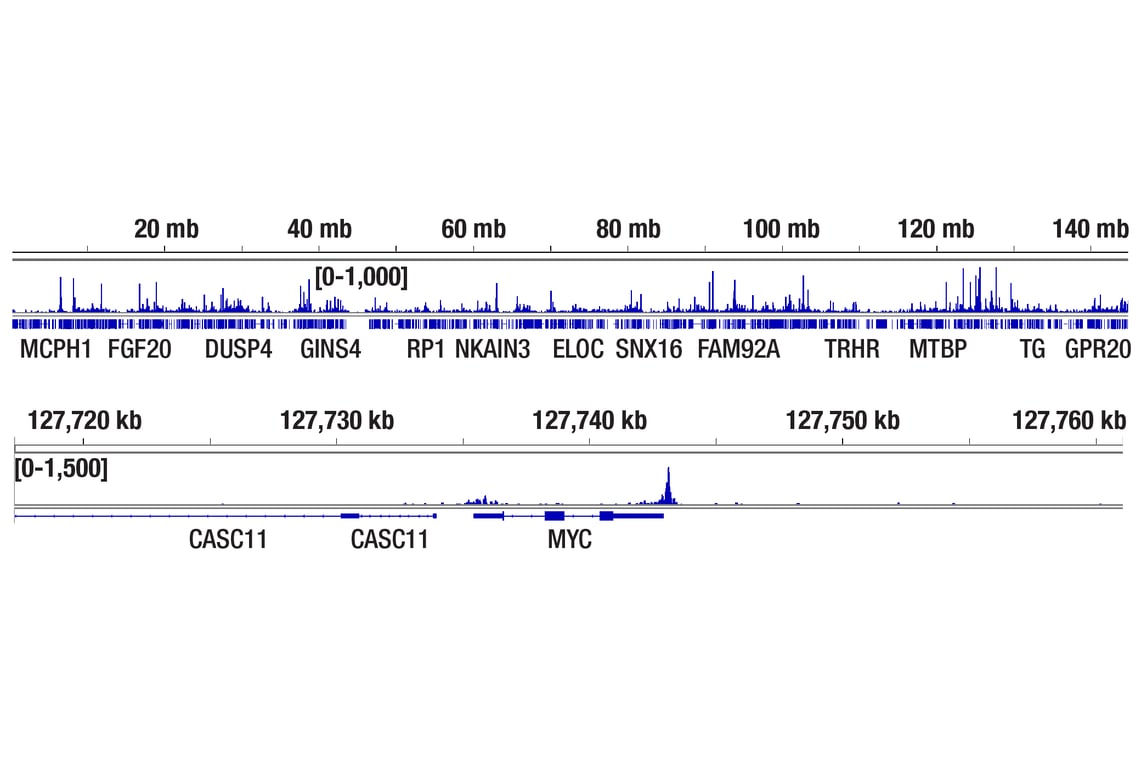 CUT & Tag Image 2: CUT&Tag Dual Index Primers and PCR Master Mix for Illumina Systems