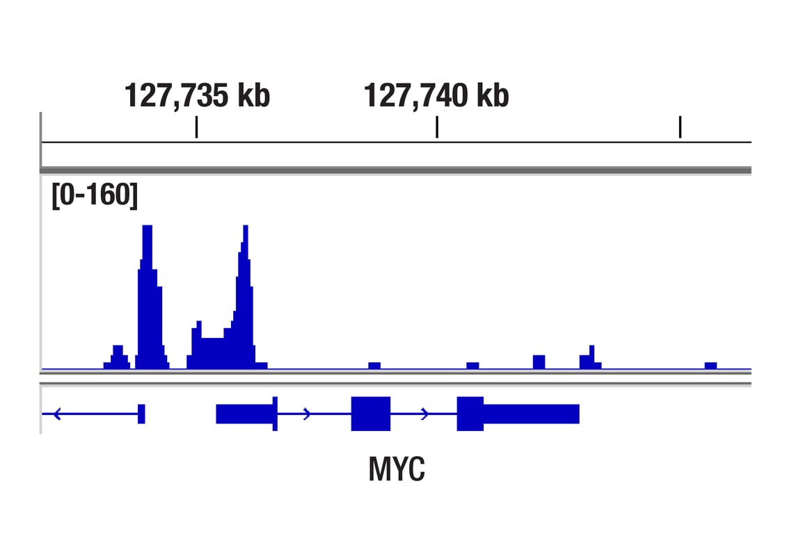 CUT & Tag Image 1: CTCF (D31H2) Rabbit Monoclonal Antibody