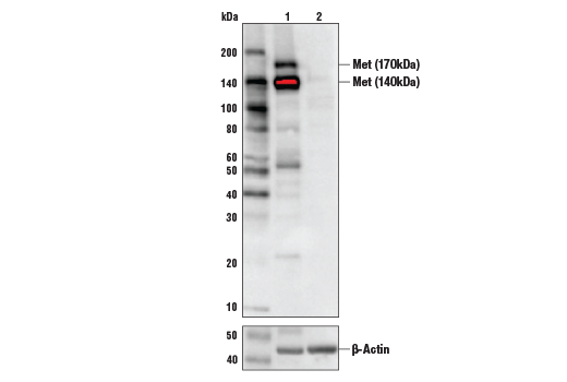 undefined Image 10: Met Signaling Antibody Sampler Kit