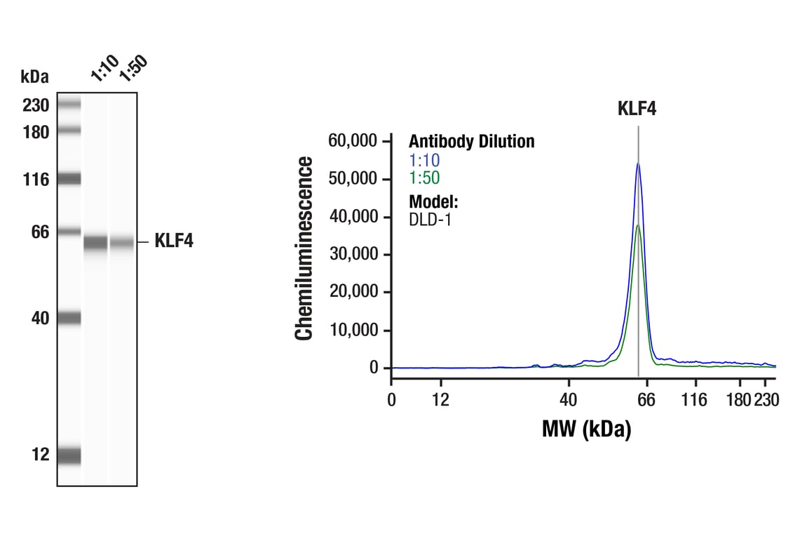 Western Blotting Image 1: KLF4 (D1F2) Rabbit mAb