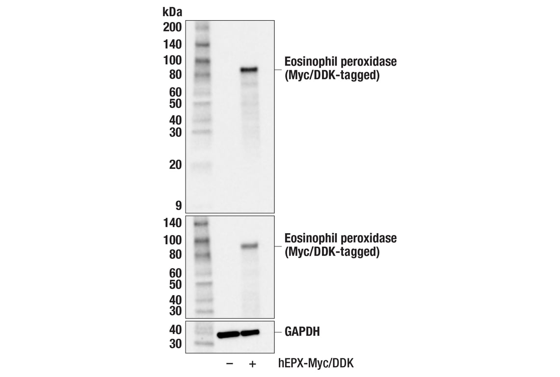 Western Blotting Image 2: Eosinophil peroxidase (F4O7J) Rabbit Monoclonal Antibody