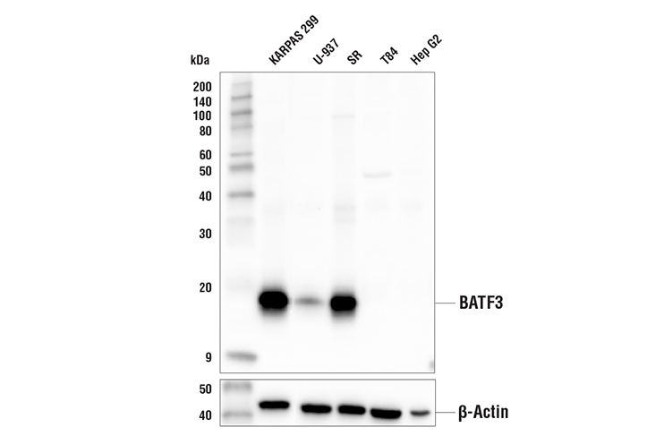 Western Blotting Image 2: BATF3 (E3K5H) Rabbit Monoclonal Antibody (BSA and Azide Free)