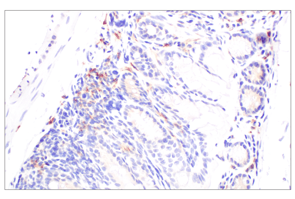 Immunohistochemistry Image 4: Siglec-1/CD169 (E1D7G) Rabbit Monoclonal Antibody (BSA and Azide Free)