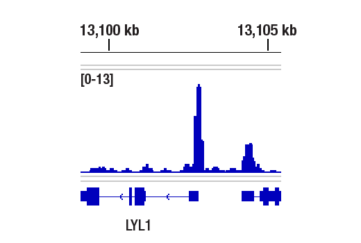 Chromatin Immunoprecipitation Image 1: LMO2 (E8K6I) Rabbit Monoclonal Antibody