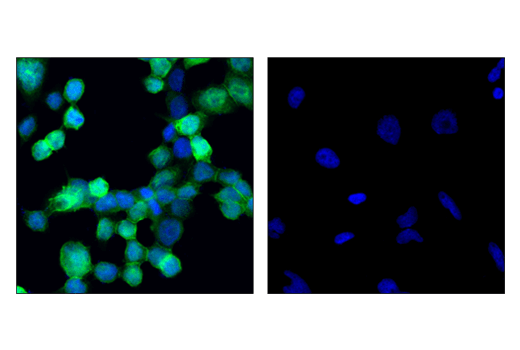 Immunofluorescence Image 1: Syk (4D10) Mouse Monoclonal Antibody