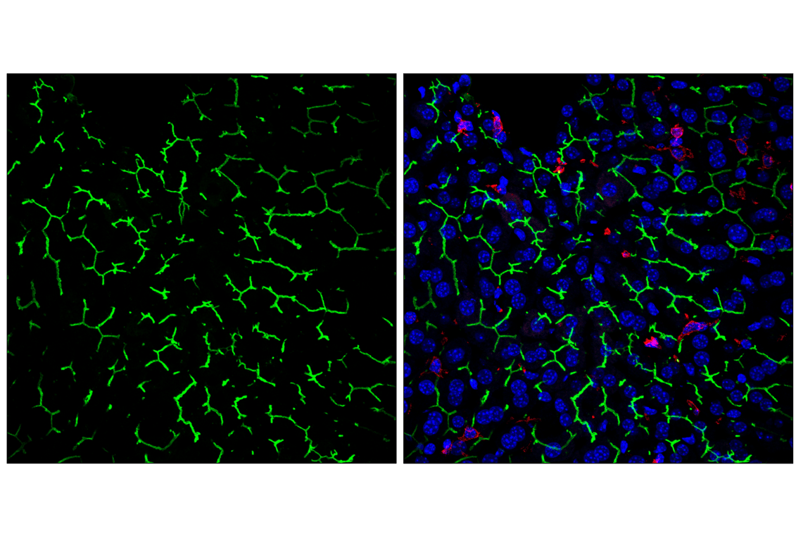 Immunofluorescence Image 2: CD10/Neprilysin (F4P6H) Rabbit Monoclonal Antibody (BSA and Azide Free)