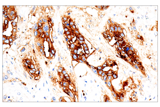 Immunohistochemistry Image 1: CD15/SSEA1 (MMA) Mouse mAb