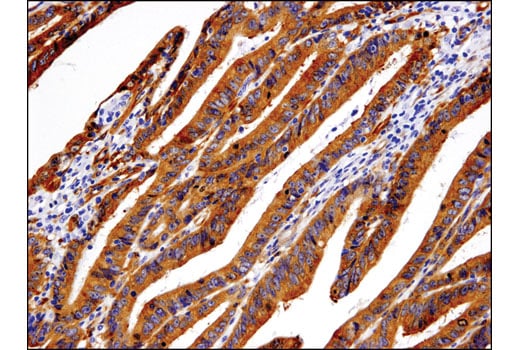 Immunohistochemistry Image 1: p130 Cas (E1L9H) Rabbit Monoclonal Antibody (BSA and Azide Free)