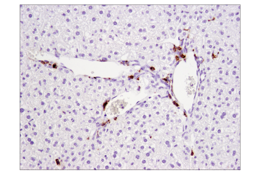 Immunohistochemistry Image 2: CD11c (D1V9Y) Rabbit Monoclonal Antibody (BSA and Azide Free)