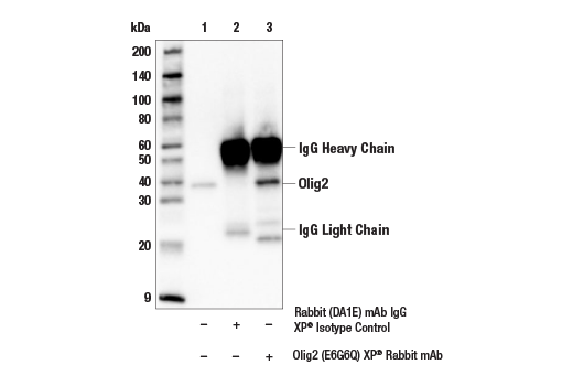Immunoprecipitation Image 1: Olig2 (E6G6Q) Rabbit Monoclonal Antibody
