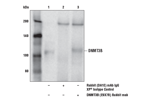 Immunoprecipitation Image 1: DNMT3B (E9X7R) Rabbit Monoclonal Antibody