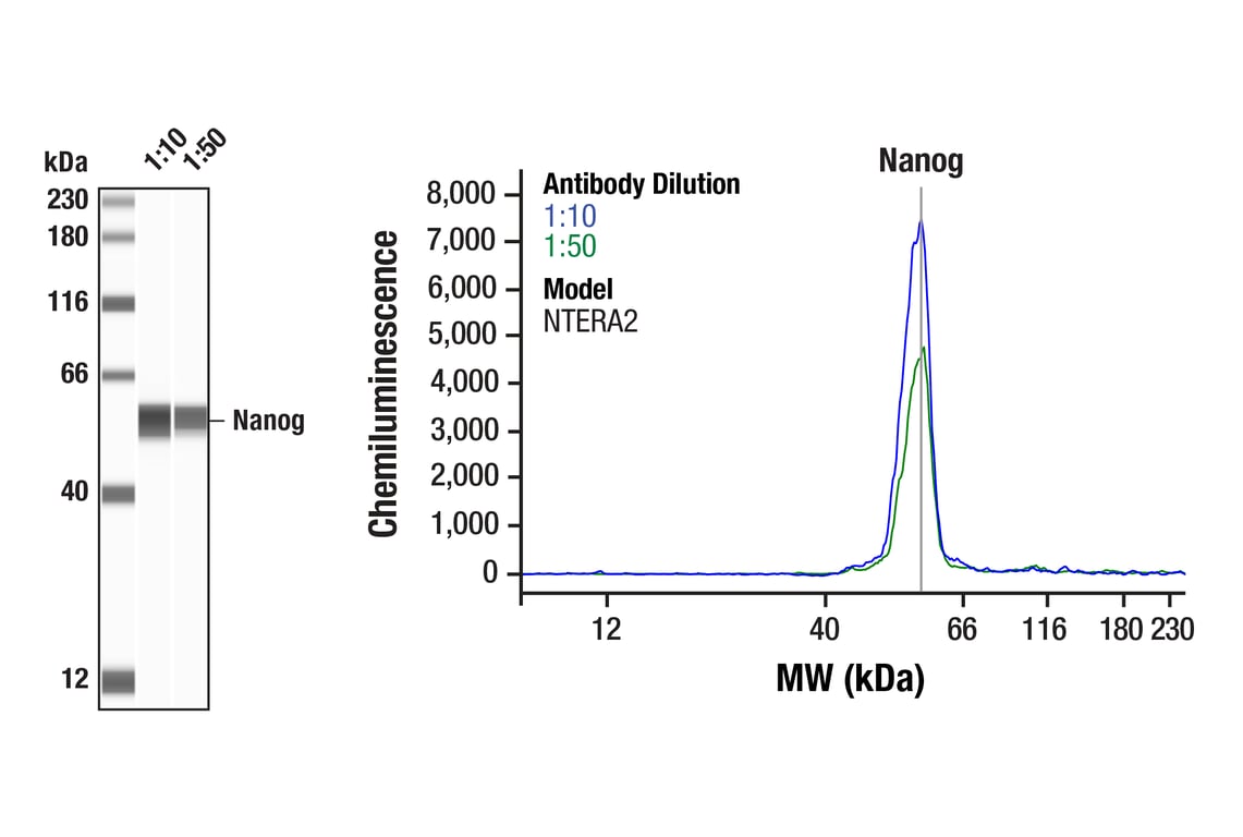 undefined Image 11: StemLight<sup>™</sup> Pluripotency Transcription Factor IF Antibody Sampler Kit