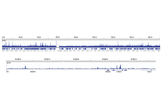 undefined Image 27: SMAD2/3 Antibody Sampler Kit
