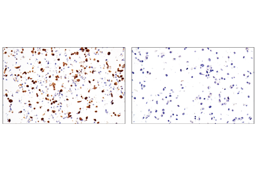 Immunohistochemistry Image 7: Enolase-2 (E2H9X) Rabbit Monoclonal Antibody
