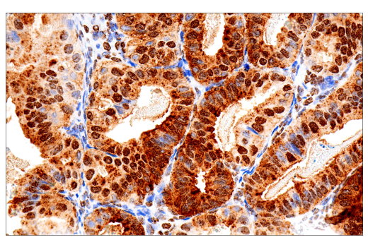 Immunohistochemistry Image 3: CD15/SSEA1 (MMA) Mouse Monoclonal Antibody