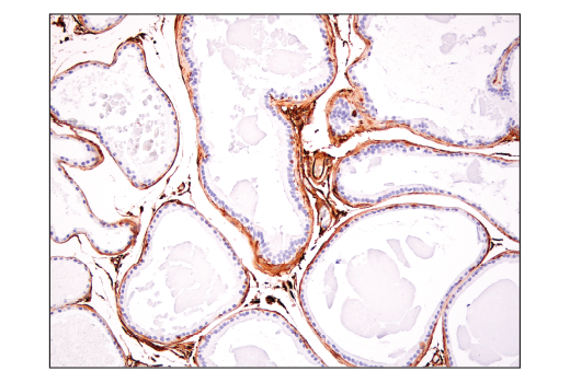 Immunohistochemistry Image 5: CRMP-2 (D8L6V) Rabbit Monoclonal Antibody