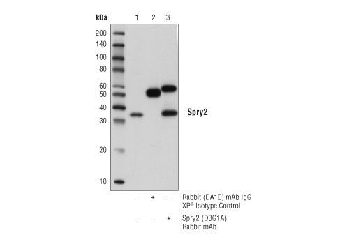 Western Blotting Image 2: Spry2 (D3G1A) Rabbit Monoclonal Antibody