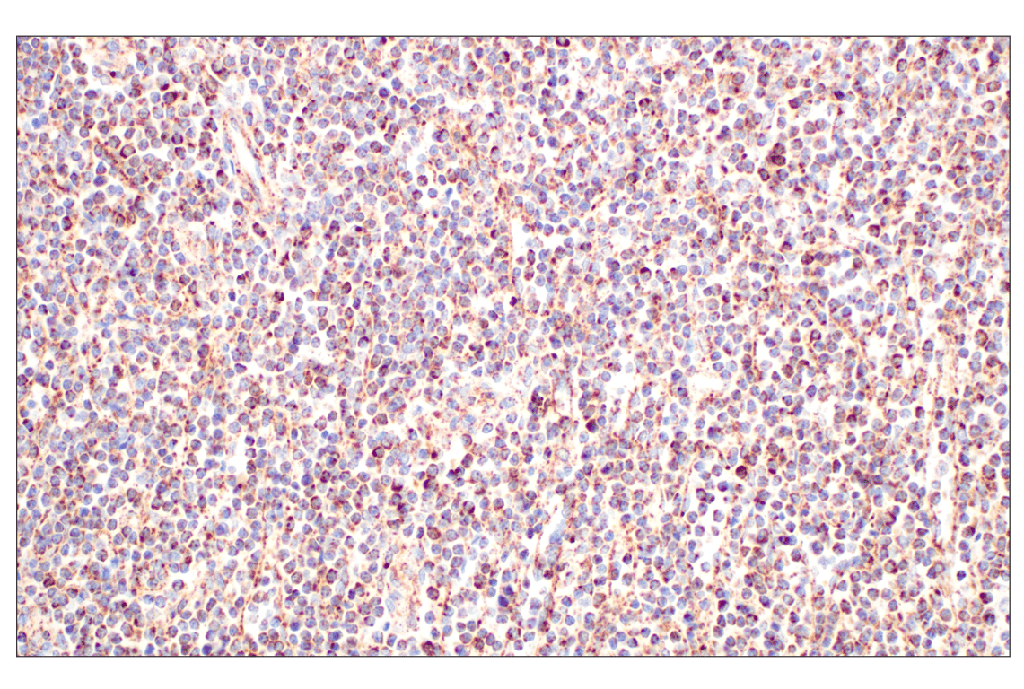 Immunohistochemistry Image 2: GOT2 (F4P3R) Rabbit Monoclonal Antibody (BSA and Azide Free)