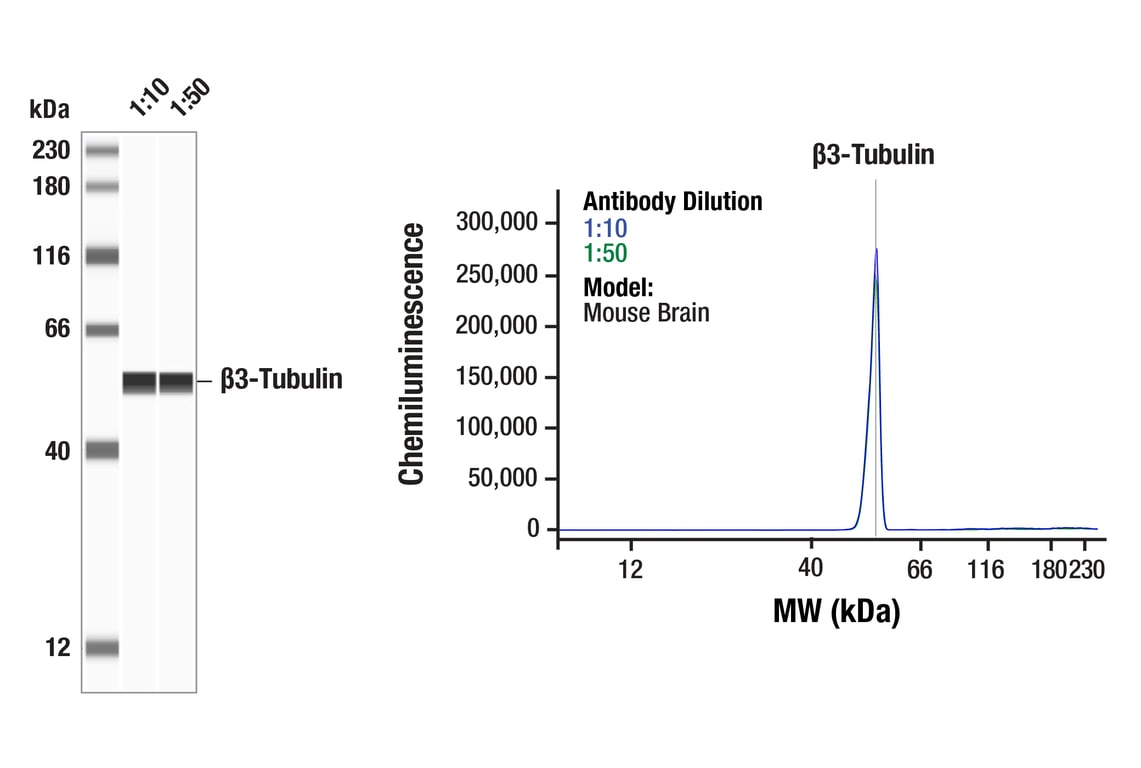 Western Blotting Image 1: beta3-Tubulin (D65A4) Rabbit Monoclonal Antibody