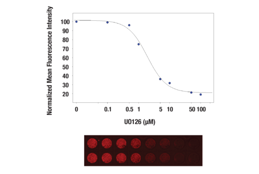 In-Cell Western™ analysis of A549 cells exposed to varying concentrations of U0126 (MEK1/2 Inhibitor) #9903 for 3 hours, followed by TPA (Phorbol-12-Myristate-13-Acetate) #9905 stimulation for 30 minutes. With increasing concentrations of U0126, a significant decrease (~5 fold) in Phospho-p44/42 MAPK (Erk1/2) (Thr202/Tyr204) (D13.14.4E) XP® Rabbit mAb #4370 signal as compared to the TPA-stimulated control was observed. When using phospho-Erk as a measurement, the IC50 of this compound was 1.9 μM. Data and images were generated on the LI-COR Biosciences Odyssey Infrared Imaging System using Anti-rabbit IgG (H+L) (DyLight 680 Conjugate).