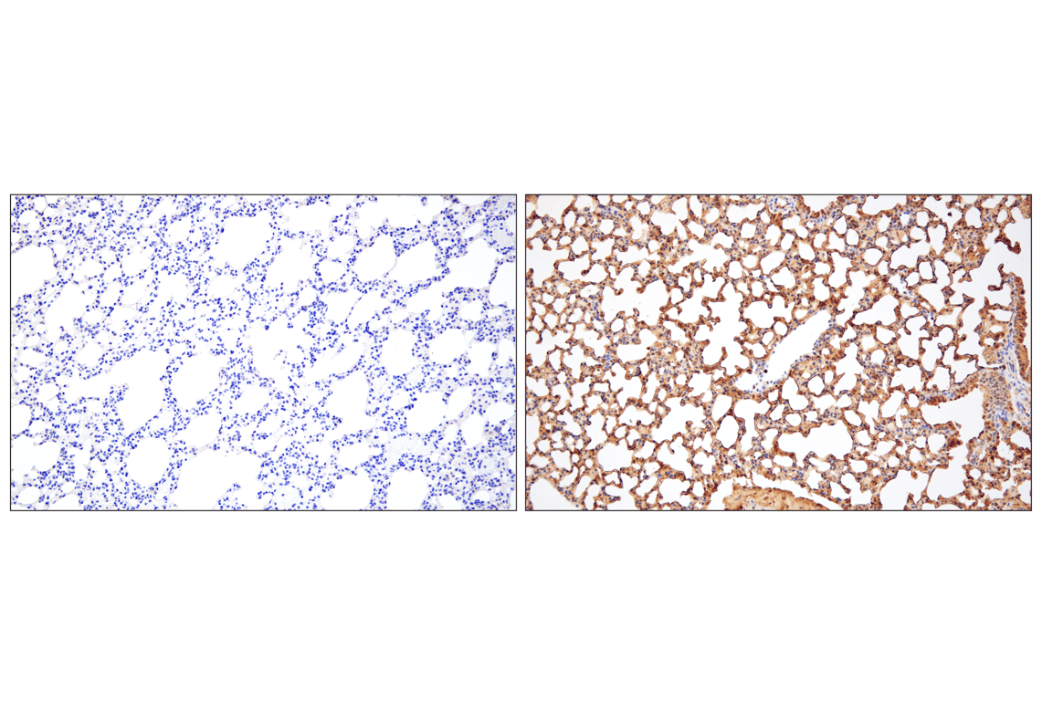 Immunohistochemistry Image 1: GFP (D5.1) Rabbit Monoclonal Antibody