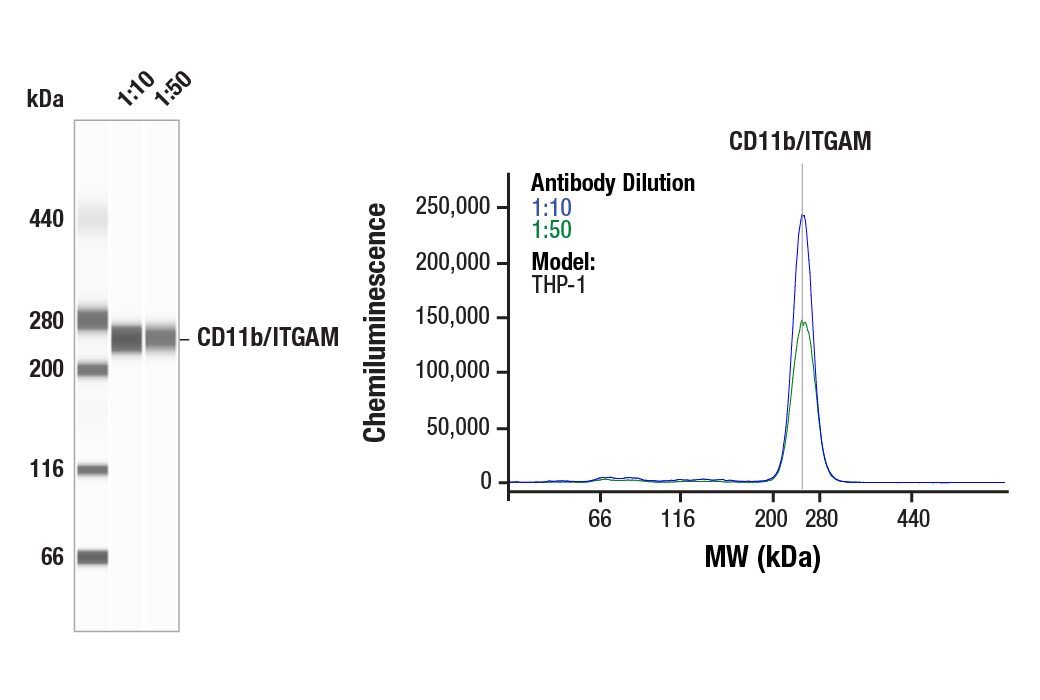 Western Blotting Image 1: CD11b/ITGAM (E3J2F) Rabbit Monoclonal Antibody