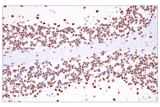 Immunohistochemistry Image 12: CPSF4 (E2L2Z) Rabbit Monoclonal Antibody
