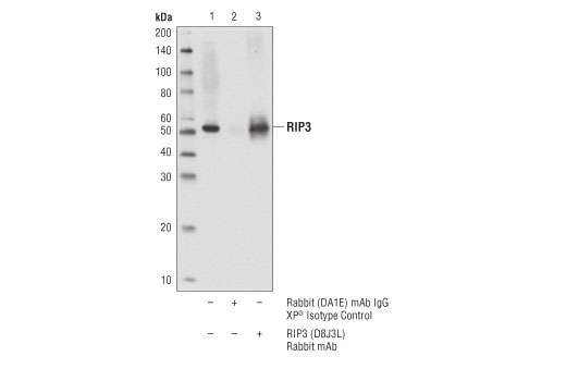 Immunoprecipitation Image 1: RIP3 (D8J3L) Rabbit Monoclonal Antibody