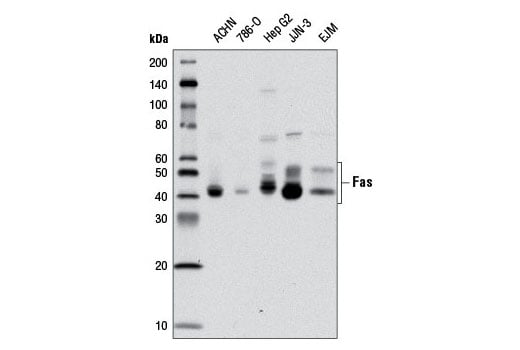 Western Blotting Image 2: Fas (4C3) Mouse Monoclonal Antibody