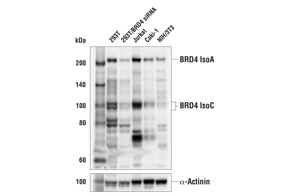 Western Blotting Image 2: BRD4 (pan) (E1Y1P) Rabbit Monoclonal Antibody